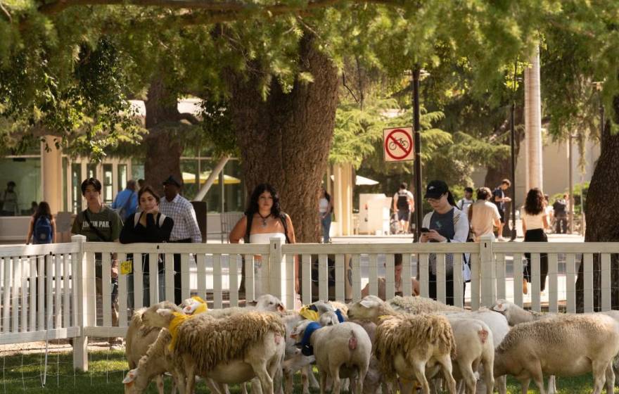 Students at the UC Davis campus watch grazing sheep from behind a fence