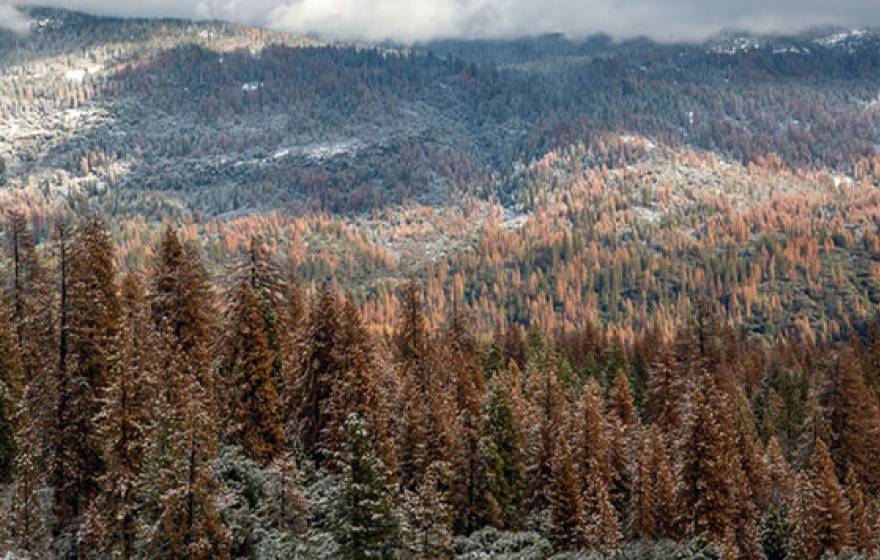 Sierra Nevada forest dried out