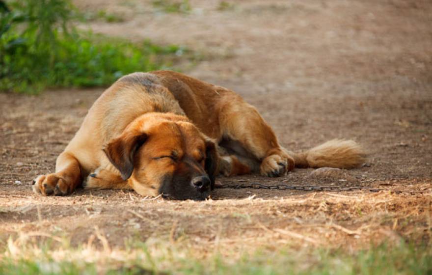 Sleeping dog