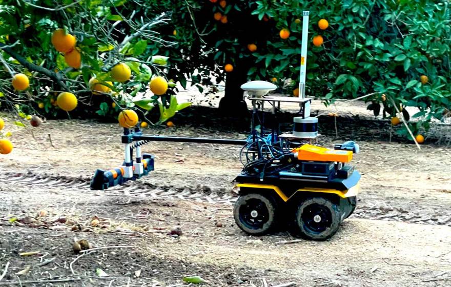 A small robot with wheels and a watering extension travels beneath a lemon tree