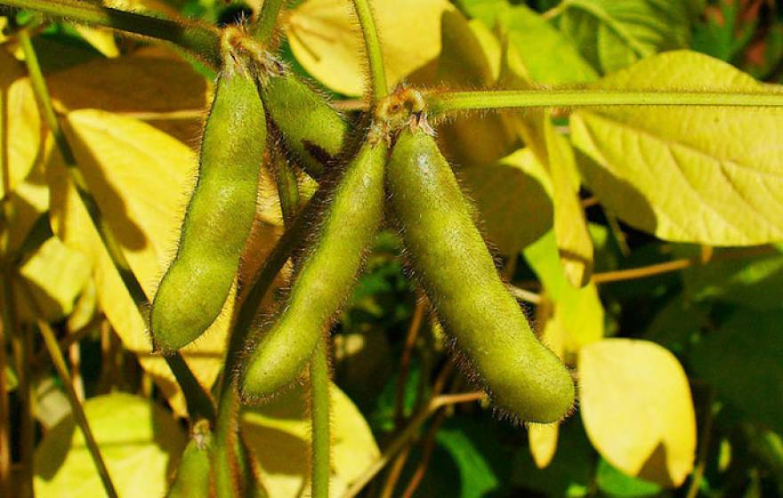 Soybean