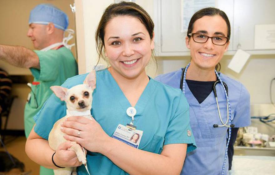 A vet tech holds a dog while a student looks on