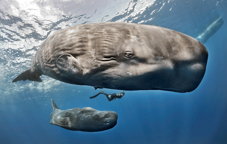 A sperm whale and baby swimming with a diver