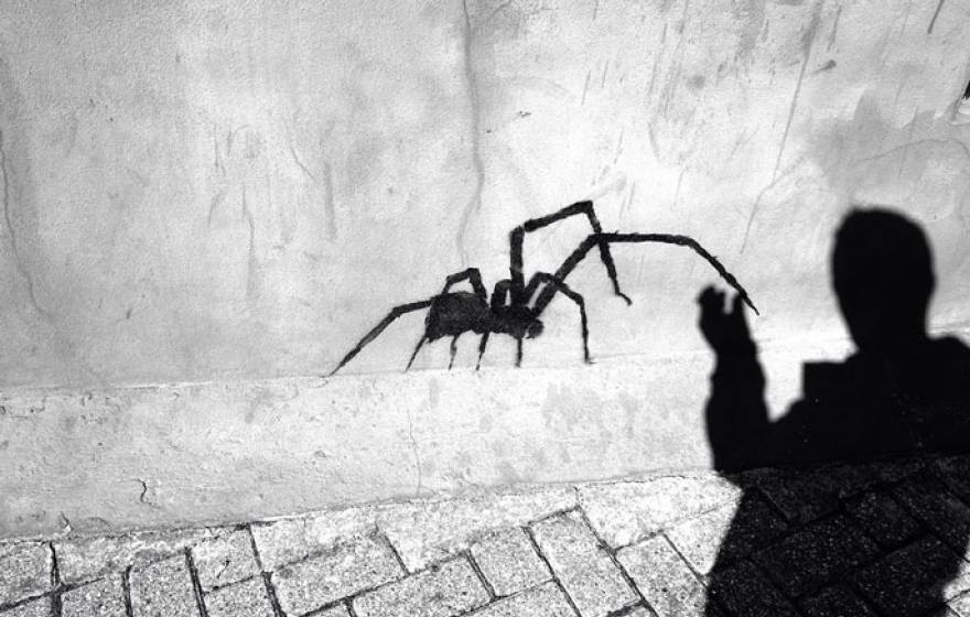 Spider UCLA phobia testing