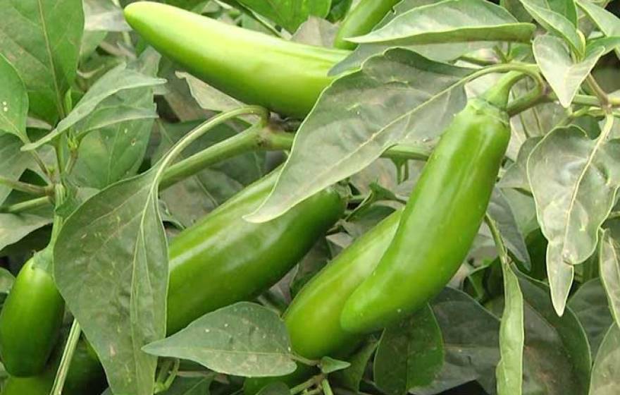 jalapeno peppers