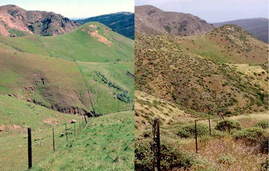 Santa Cruz Island, 1980 (left) and 2008