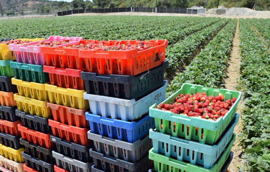Modern Farmer strawberry fields
