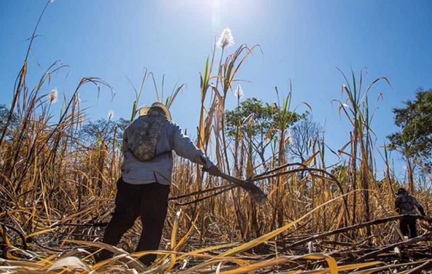 Sugarcane UCSF