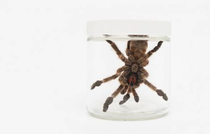 A West African tarantula