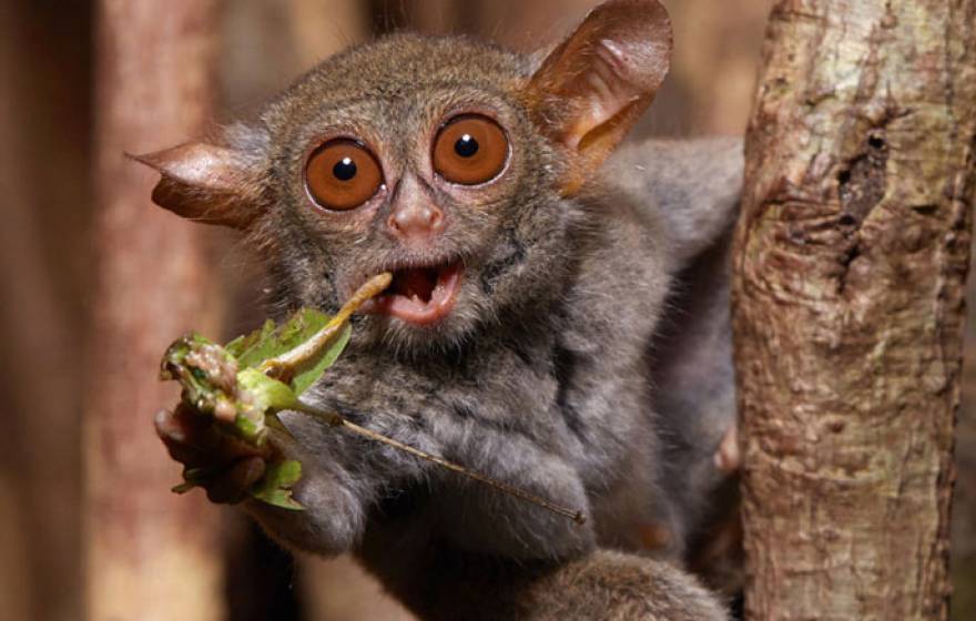 Chewing spectral tarsier