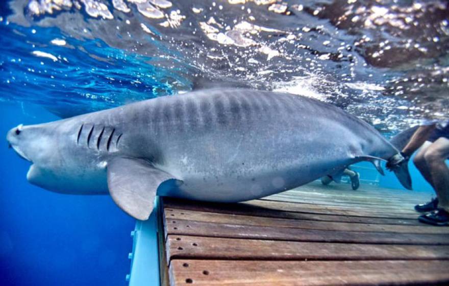 Tiger shark at Shark Park