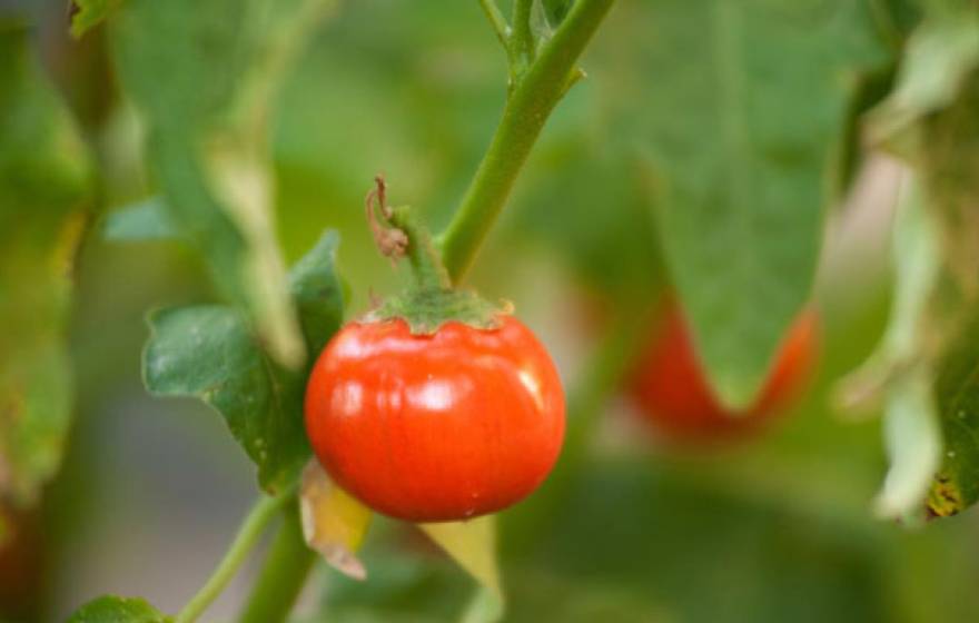 Red tomato hanging from a plant
