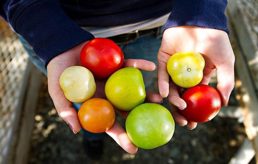 Tomato varieties UC Davis