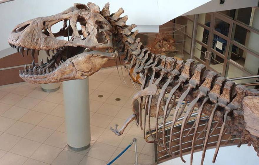 T Rex at UC Berkeley Museum of Paleontology