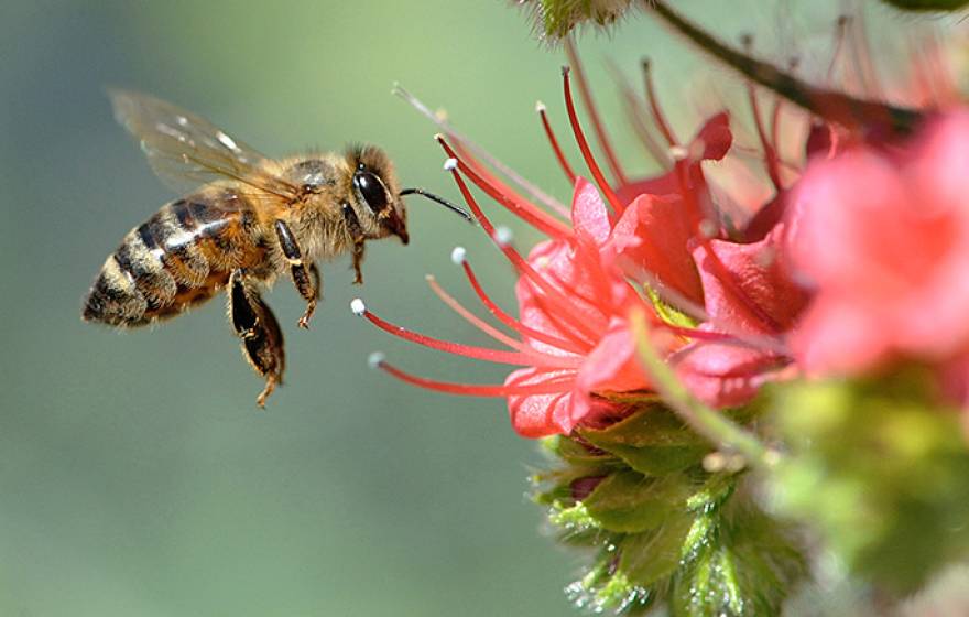 Honeybee hovers near a tower of jewels flower in a California garden