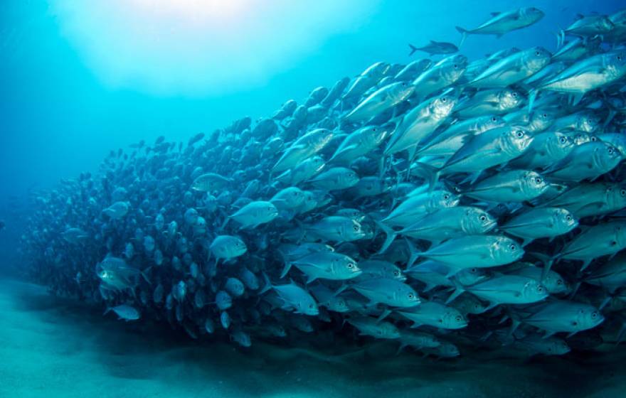 A trevally baitball