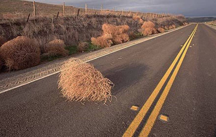 Giant tumbleweed an invasive species that's here to stay – from UC  Riverside – CDFA's Planting Seeds BlogCDFA's Planting Seeds Blog