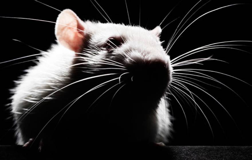 UC Davis rat tumor Wired