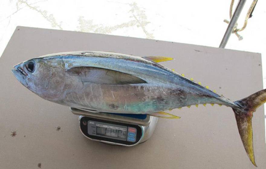 UC San Diego tuna 