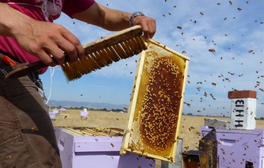 UC Davis bees