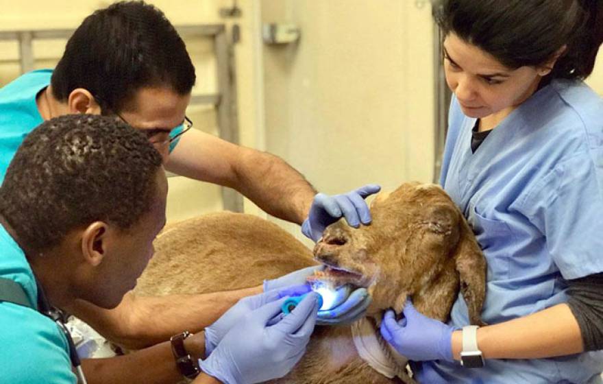 Three veterinary professionals work on an injured goat