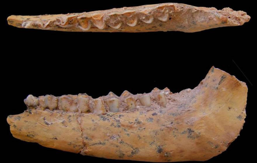 UC Davis human fossil