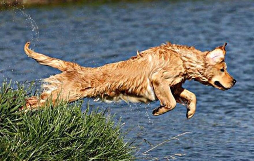 A golden retriever jumps in a pond