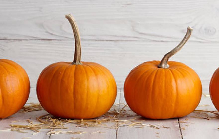 Row of pumpkins