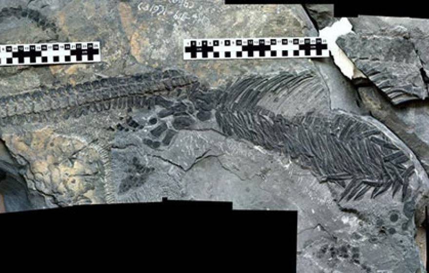 UC Davis reptile fossil