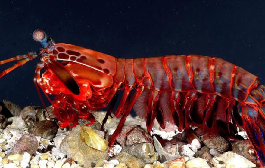 UC Davis shrimp mantis
