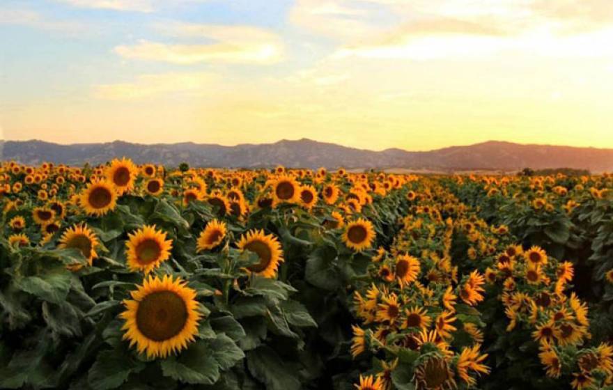 UC Davis sunflower rows