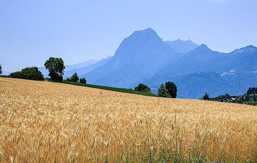 UC Davis wheat fields