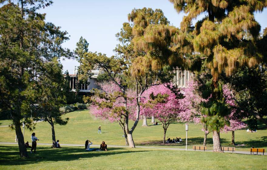 A wide shot of a green meadow on the UC Irvine campus, trees in bloom, students sitting and walking
