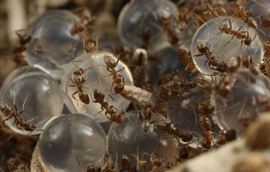 UC Riverside ants