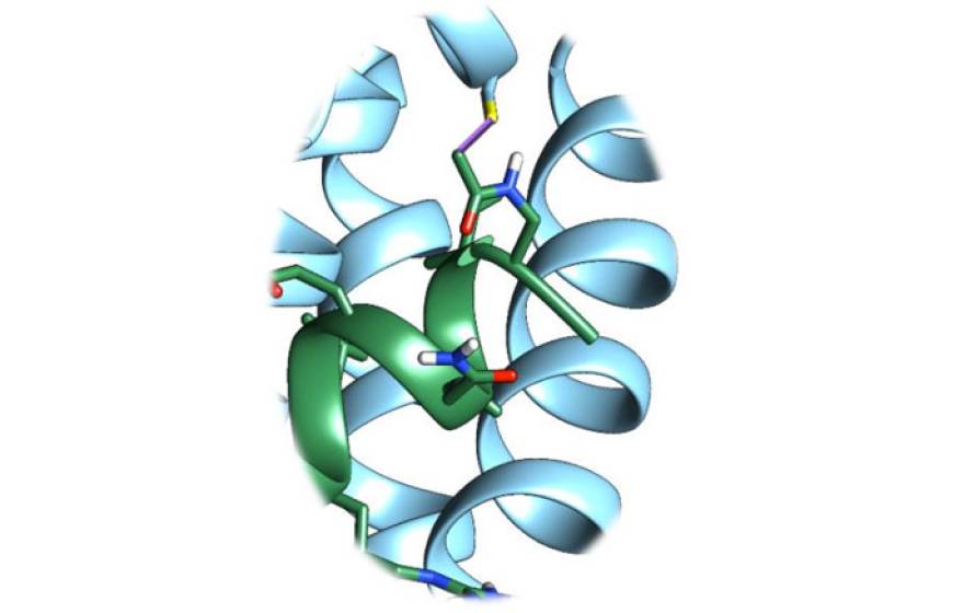 UC Riverside death protein