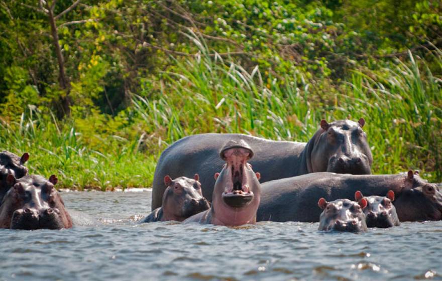 UC San Diego hippos zoo