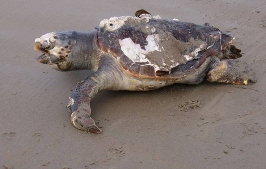 UC San Diego endangered sea turtles