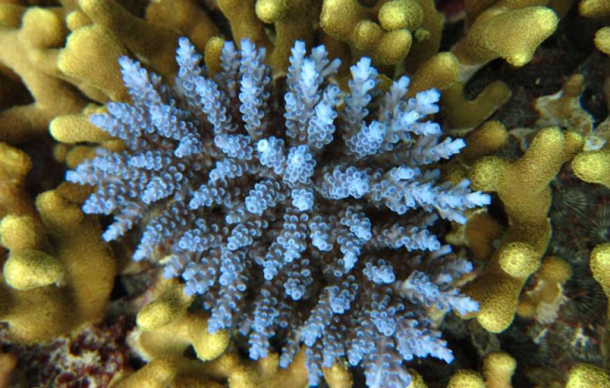 UC Santa Barbara coral