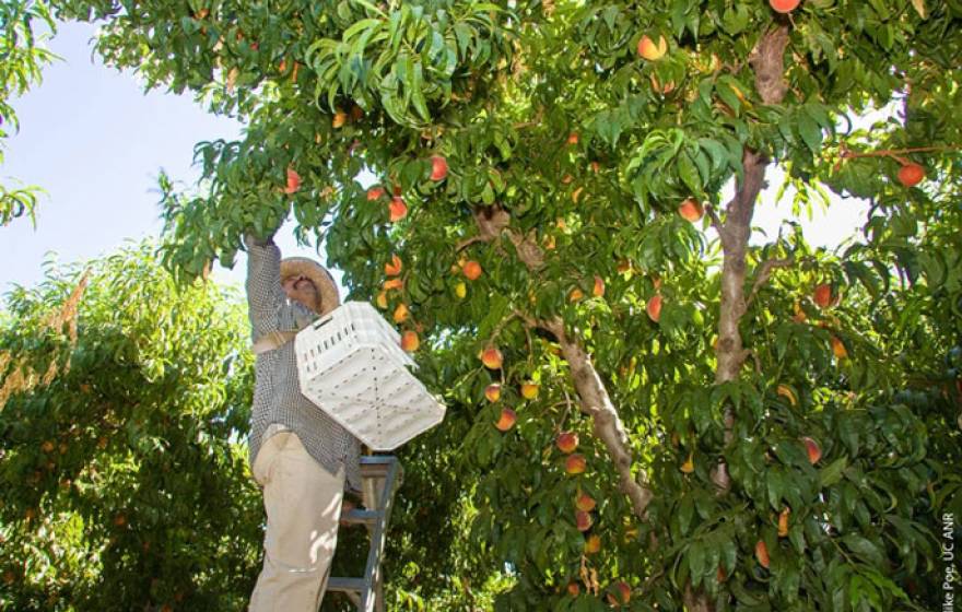 Worker picking fruit from trees