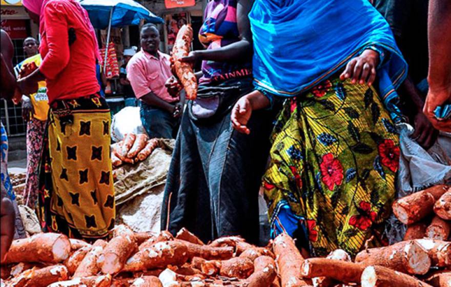 A pile of cassava at an African market. Known as manioc or yuca in South America, it is also the source of tapioca.