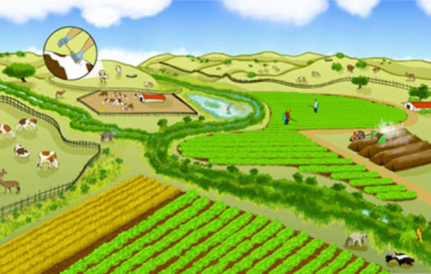 A farming landscape can be co-managed for both produce safety and nature conservation. Promising practices include buffering farm fields with non-crop vegetation to filter pathogens from runoff and planting low-risk crops between leafy green vegetables an