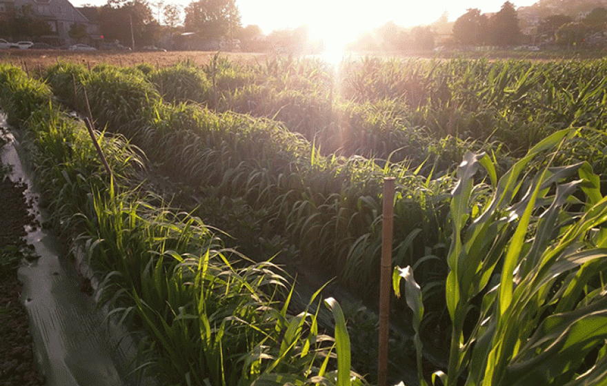 Sunset over Gill Tract millet field