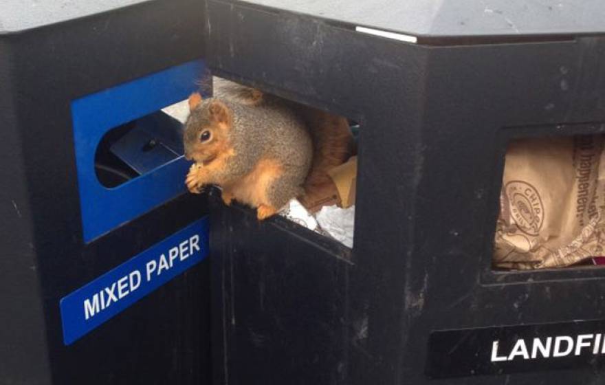 Trash from Telegraph Avenue food vendors accounts for much of the waste found in Sproul Plaza landfill bins.