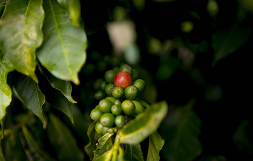 Coffea arabica