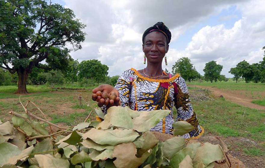 This Southern Burkina Faso farmer holds a handful of shea nuts, an orphan crop in Africa. 