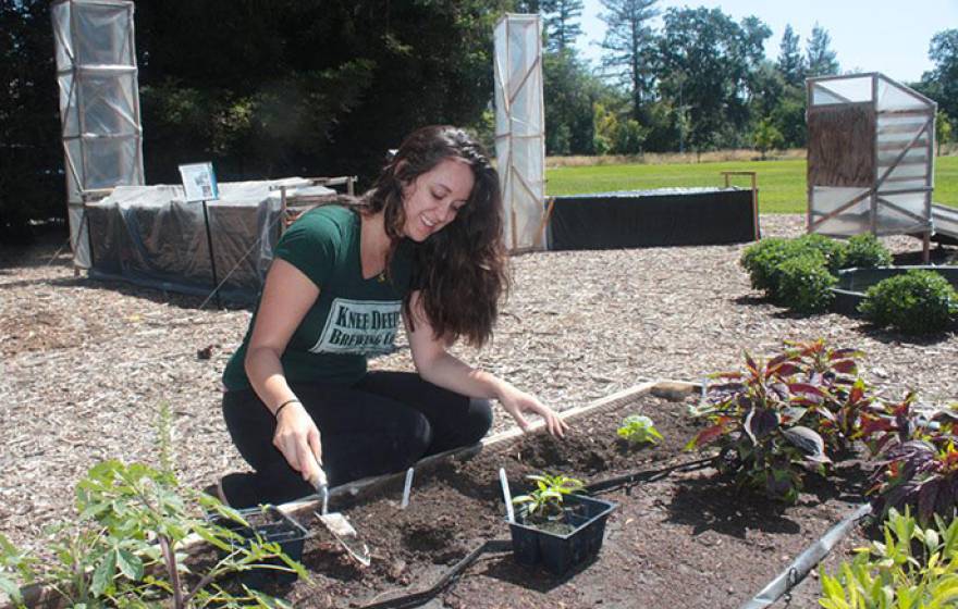 Elise Brockett, student assistant, plants African vegetable seedlings at the Horticulture Innovation Lab Demonstration Center at UC Davis.