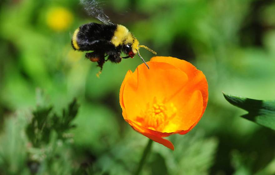 Wild pollinators such as bumblebees contribute to crop production. 