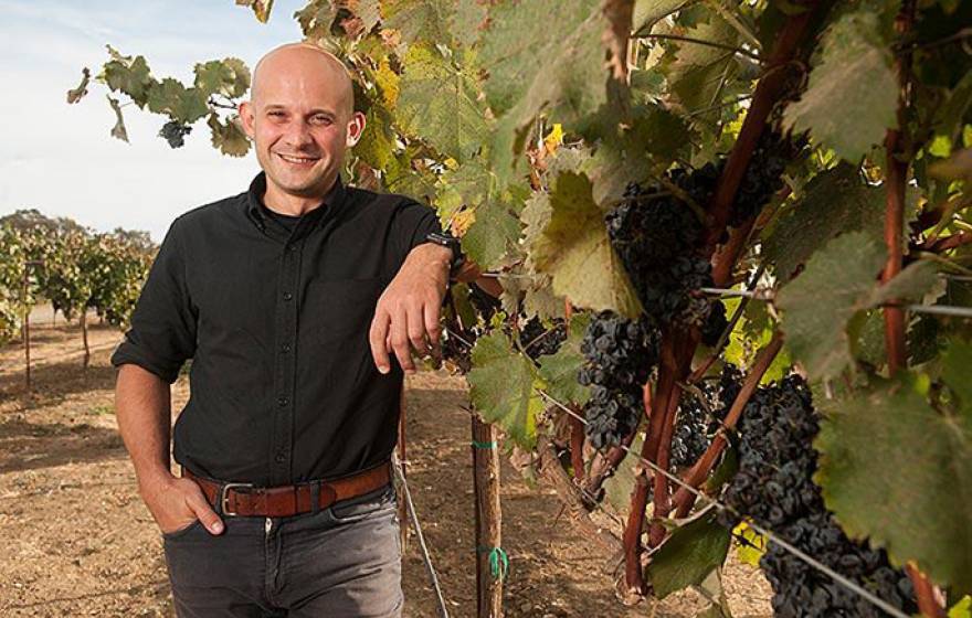 UC Davis plant geneticist Dario Cantu used a new sequencing technology and computer algorithm to produce a high-quality draft genome sequence of the cabernet sauvignon wine grape. 