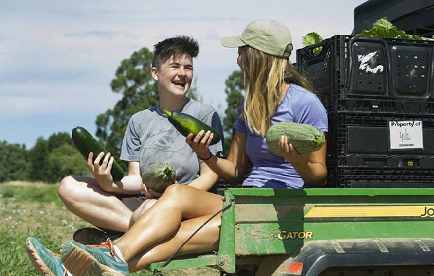 UC Davis students Carli Hambley, left, and Lexi Fujii helped organize the glean in June.