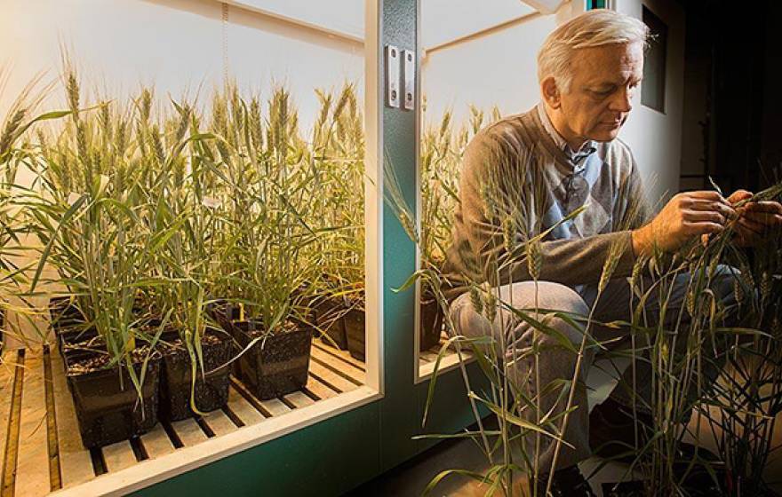 UC Davis plant geneticist Jorge Dubcovsky examines one of the wheat plants being raised in an indoor growth chamber. 